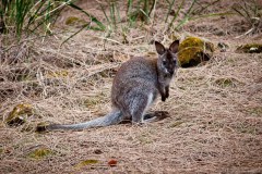 Bennet Wallaby, île de Bruny