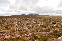 Steppe en haut du mont Wellington
