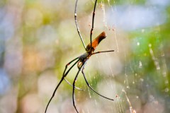 Araignée Golden Orb, Litchfield National Park