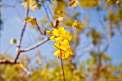 Fleur du bush, Litchfield National Park
