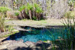 Bitter Spring, Elsey National Park, Mataranka
