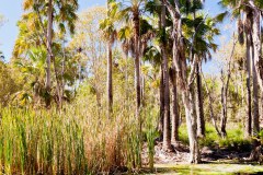 Bitter Spring, Elsey National Park