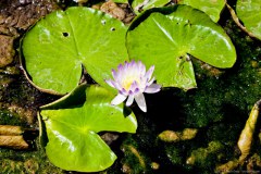 Nénuphar, Bitter Spring, Elsey National Park