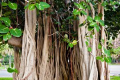 Arbre, marina de Townsville