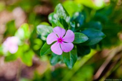 Fleur dans les collines de Magnetic Island