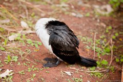 Un canard au bord du trou d'eau de Kapi Mutitjulu, Uluru