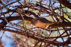 Oiseau dans le parc national d'Uluru-Kata Tjuta