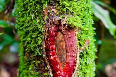 Arbre rouge à lèvre, Josephine Falls