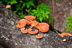 Champignons sur leur tronc, Murray Falls