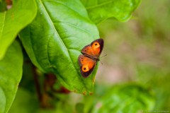 Papillon
