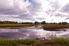Panoramique des Tyto Wetlands