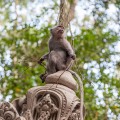 Singe Ubud Bali Indonesie