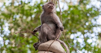 Singe Ubud Bali Indonesie