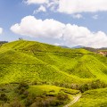 Boh Tea Plantation de thé, Cameron Highlands, Malaisie
