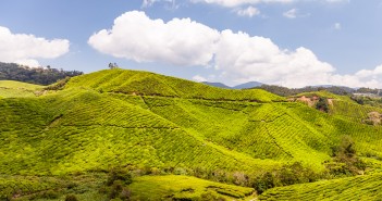 Boh Tea Plantation de thé, Cameron Highlands, Malaisie