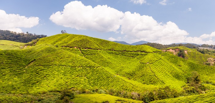 Boh Tea Plantation de thé, Cameron Highlands, Malaisie