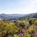Cameron Highlands Malaisie