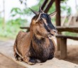 Chèvre, village d'Hoify, Laos