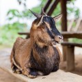 Chèvre, village d'Hoify, Laos