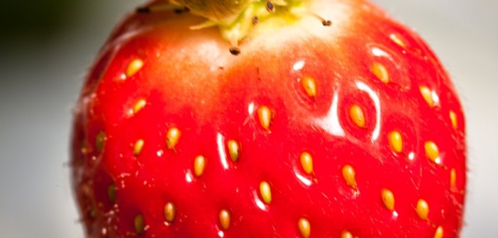Fraise