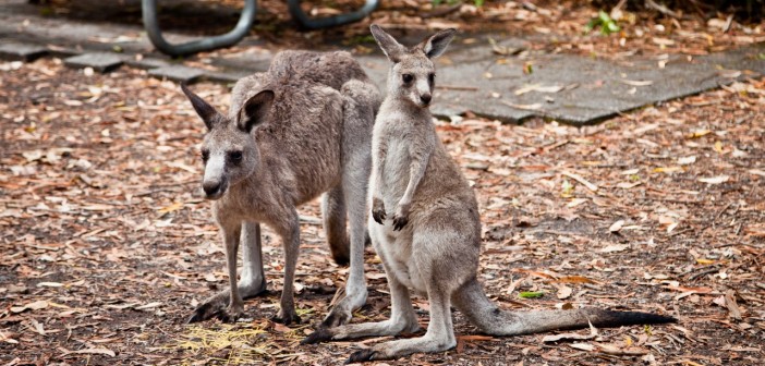 Maman et bébé kangourou, Booderee National Park