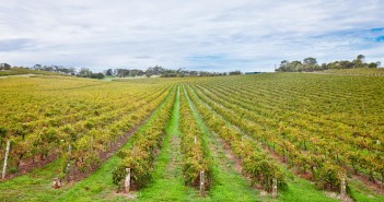 Vignes autour de Mc Laren Vale