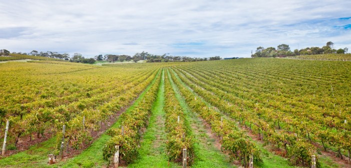 Vignes autour de Mc Laren Vale