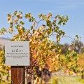 Merlot Jacobs Creek