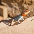 Lézard, Flinders Ranges