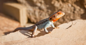 Lézard, Flinders Ranges