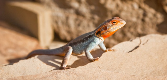 Lézard, Flinders Ranges