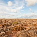 Nullarbor Plain