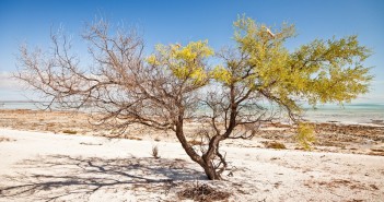 Arbre, Hamelin Pool