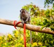 Singe de Bali