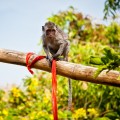 Singe de Bali