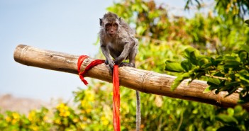 Singe de Bali