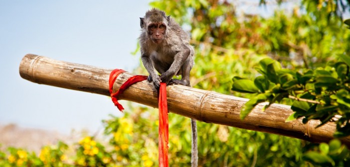 Singe de Bali