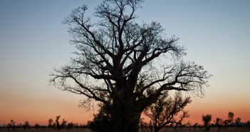 Baobab au coucher de soleil sur la Great Northern Highway
