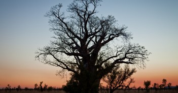 La région des Kimberley, un air de savane Baobab au coucher de soleil sur la Great Northern Highway