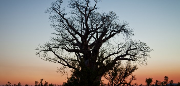Baobab au coucher de soleil sur la Great Northern Highway
