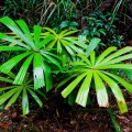 Fougères, Daintree National Park