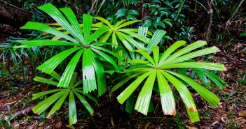 Fougères, Daintree National Park
