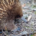 Echidné, péninsule tasmane