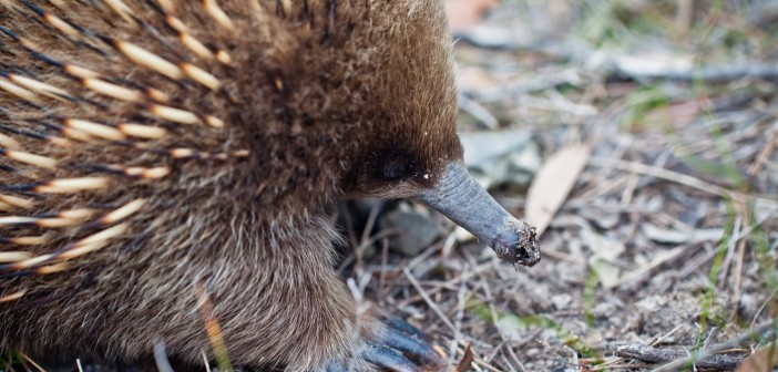 Echidné, péninsule tasmane