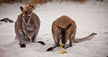 Kangourous Freycinet National Park, Tasmanie