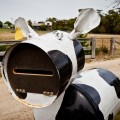 Boite aux lettres vache en Tasmanie