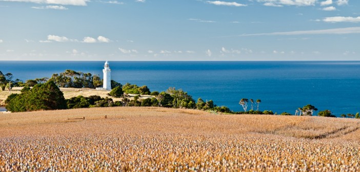 Champs de Tulipe, Table Cape