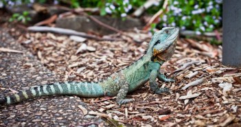 Dragon d'eau australien