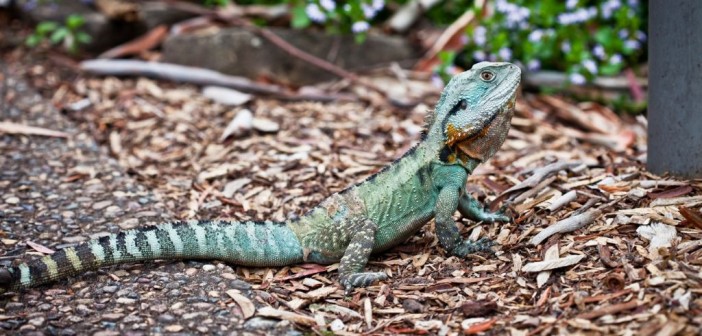 Dragon d'eau australien