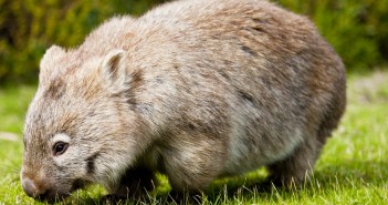 Un wombat, Wilsons Promontory